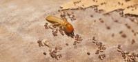 Termite Control Paradise Point image 2